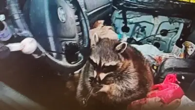 Raccoon found holding meth pipe during traffic stop in Ohio, police say